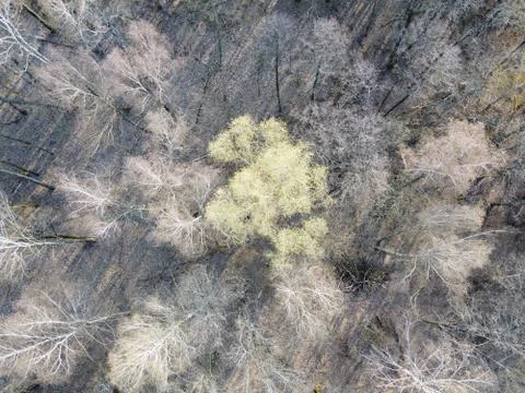 Leafless trees in a spring forest, aerial view. Stock Photos