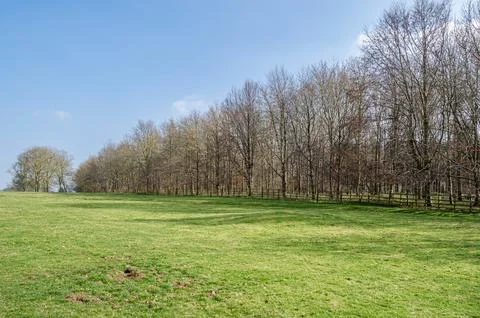 Leafless trees in springtime Stock Photos