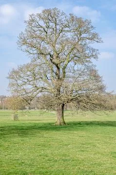 Leafless trees in springtime Stock Photos