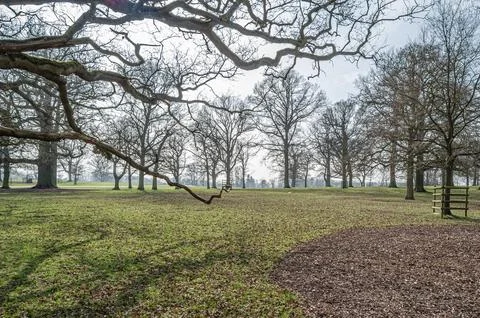 Leafless trees in springtime Stock Photos