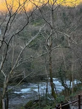 Leafless trees stand by a fast-flowing river in a wooded valley at sunset Stock Photos