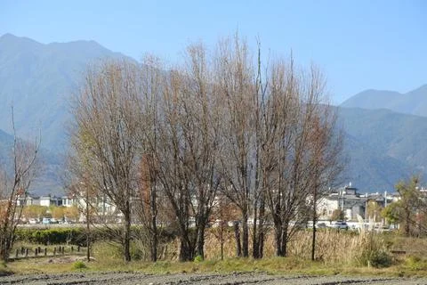 Leafless trees standing in front of distant mountains and rural buildings Stock-Fotos