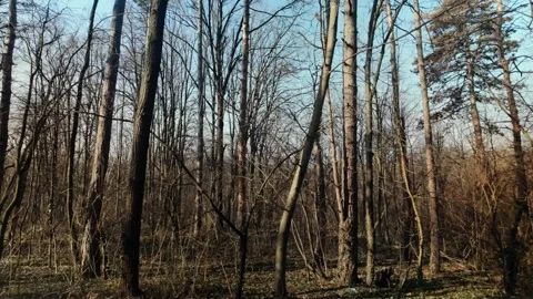 Leafless trees standing in a quiet forest on a clear early spring day. Concept Stock Footage 341967578
