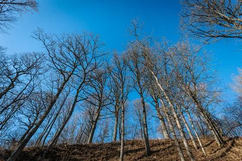 Leafless trees stretch toward a vivid blue sky in a forest on a sunny winter. Stock Photos