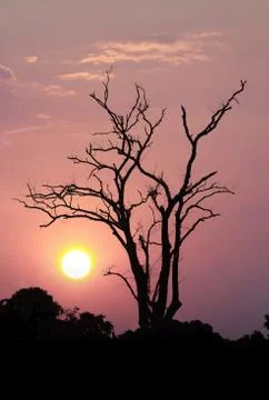 Leafless trees on sunset Stock Photos
