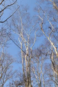 Leafless trees in tropical forest Stock Photos