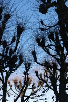 Leafless trees under the blue sky on a winter day Stock Photos