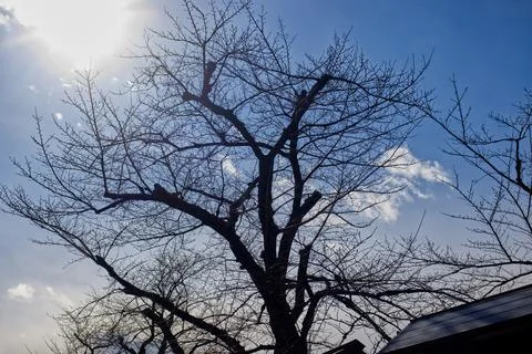 Leafless trees in winter with clouds and blue sky as a backdrop, Tokyo Japan Stock Photos