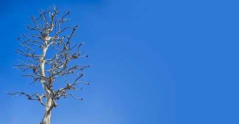 Leafless trees in winter with clouds and blue sky as a backdrop Stock Photos