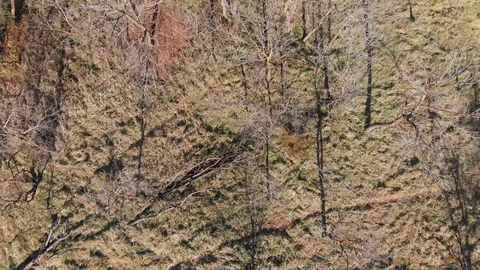 Leafless trees in the winter Stock-Footage 98800833