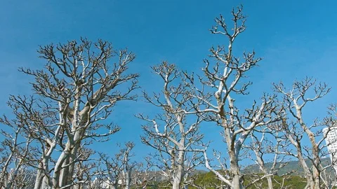 Leafless Trees in Winter at the Gardens of Chi Lin Nunnery Stock-Footage 74965423