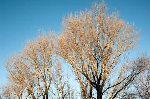 The leafless trees in winter Foto stock