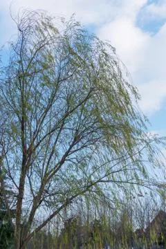 The leafless trees in winter Stock-Fotos