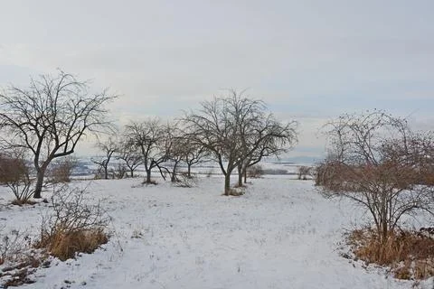 Leafless trees in the winter with a snow Stock Photos