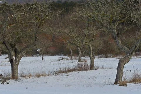 Leafless trees in the winter with a snow Stock Photos
