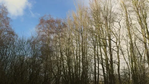 .Leafless trees in winter in the UK with blue sky Stock-Footage 300762719