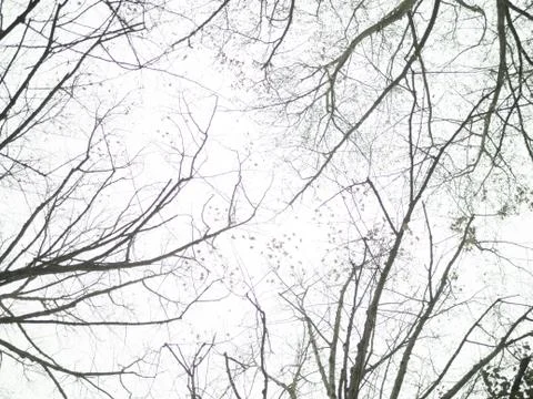 Leafless treetops and branches on white background Stockfoto's