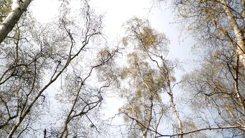 Leafless treetops panoramic shot. Stock Footage 106399418