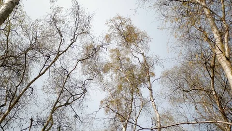 Leafless treetops swaying in the wind. Panoramic shot. Stock Footage 106399374