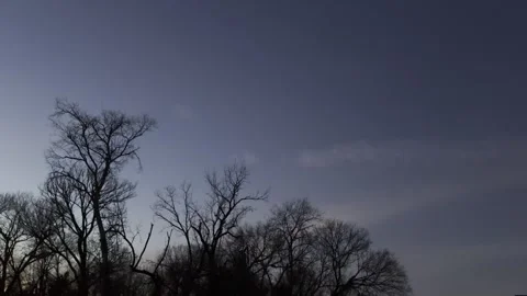 Leafless Treetops Under Evening Sky Stock Footage 344601251