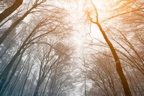 Leafless treetops in winter sunset Stock Photos