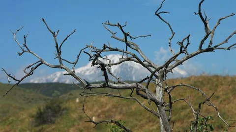 Leafless twigs against a mountain background Stock Footage 274096644