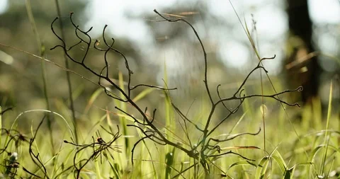 Leafless twigs in green field Video stock 125639368