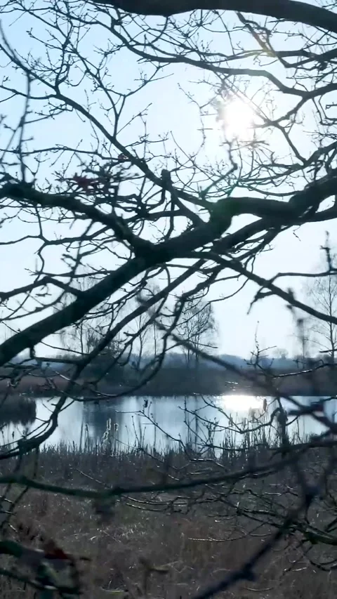 Leafless Twisted Tree Branches Against Sunny Lake Stock Footage 335477462