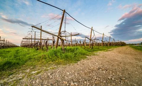 Leafless vineyards Stock Photos