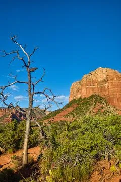 Leafless white bark tree in the foreground with large orange outcropping in the Stock-Fotos