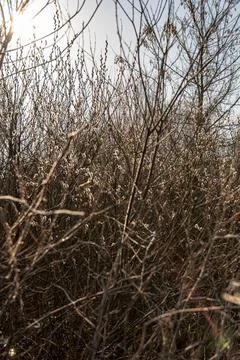 Leafless willow branches with silvery catkins in warm backlight Stock Photos