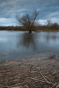 Leafless willow tree in swamp Stock Photos