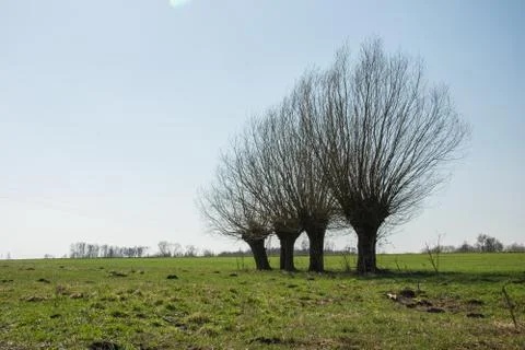 Leafless willow trees growing on a green meadow Stock Photos