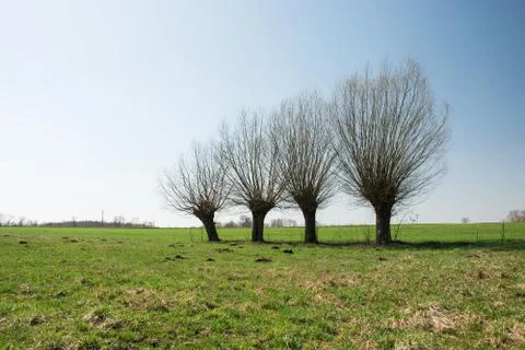 Leafless willow trees growing in a row on a green meadow Stock Photos