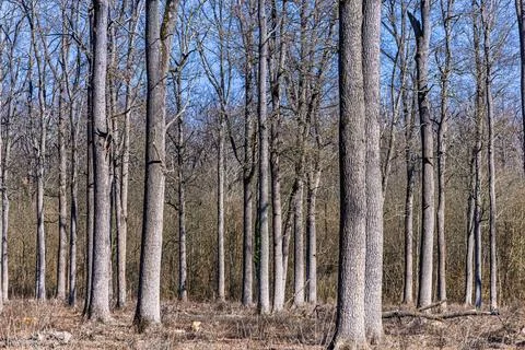 Leafless Winter Forest With Tall Oak Trees And Sparse Underbrush Under Clea.. Stock Photos