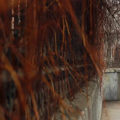 Leafless winter plants with water drops on the wrought iron fence Vídeo Stock 69484506