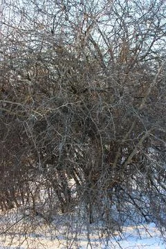 Leafless winter shrub thicket in park. Stock Photos