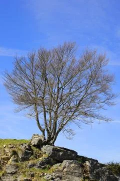 Leafless winter tree on a rocky hill with a clear sky Stock Photos