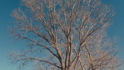 Leafless winter tree slowly tilting downwards 스톡 동영상 346006124