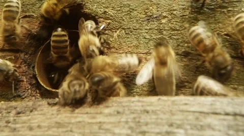 Leaflet of Beehive Bees Enter and Exit Super Close up Stock Footage 67003346