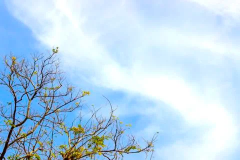 Leaflet branch on the sky Stock Photos