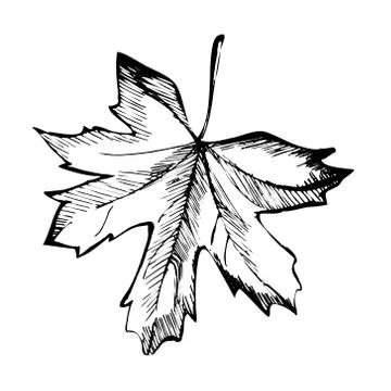 Leaflet Stock Illustration