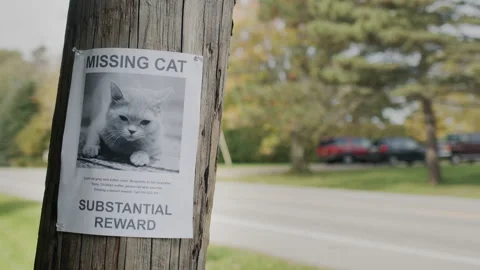 A leaflet with information about the missing cat hangs on a wooden pole near the Stock Footage 166386245
