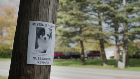 A leaflet with information about a missing puppy hangs on a pole near the road Stock Footage 196106606