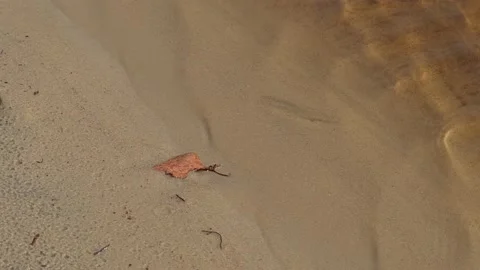 Leaflet on sand of the river Stock Footage 160751792