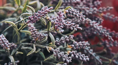 Leaflets Flowers Close-Up Stock-Footage 61467488