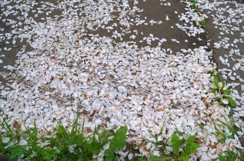 Leaflets on the ground after blossom Stock Photos