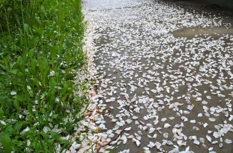 Leaflets on the ground after blossom Stock Photos