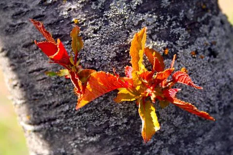 Leaflets on a tree trunk Stock Photos