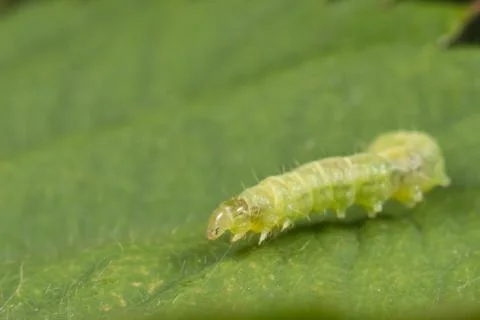 Leafroller caterpillar on a green leaf Foto stock